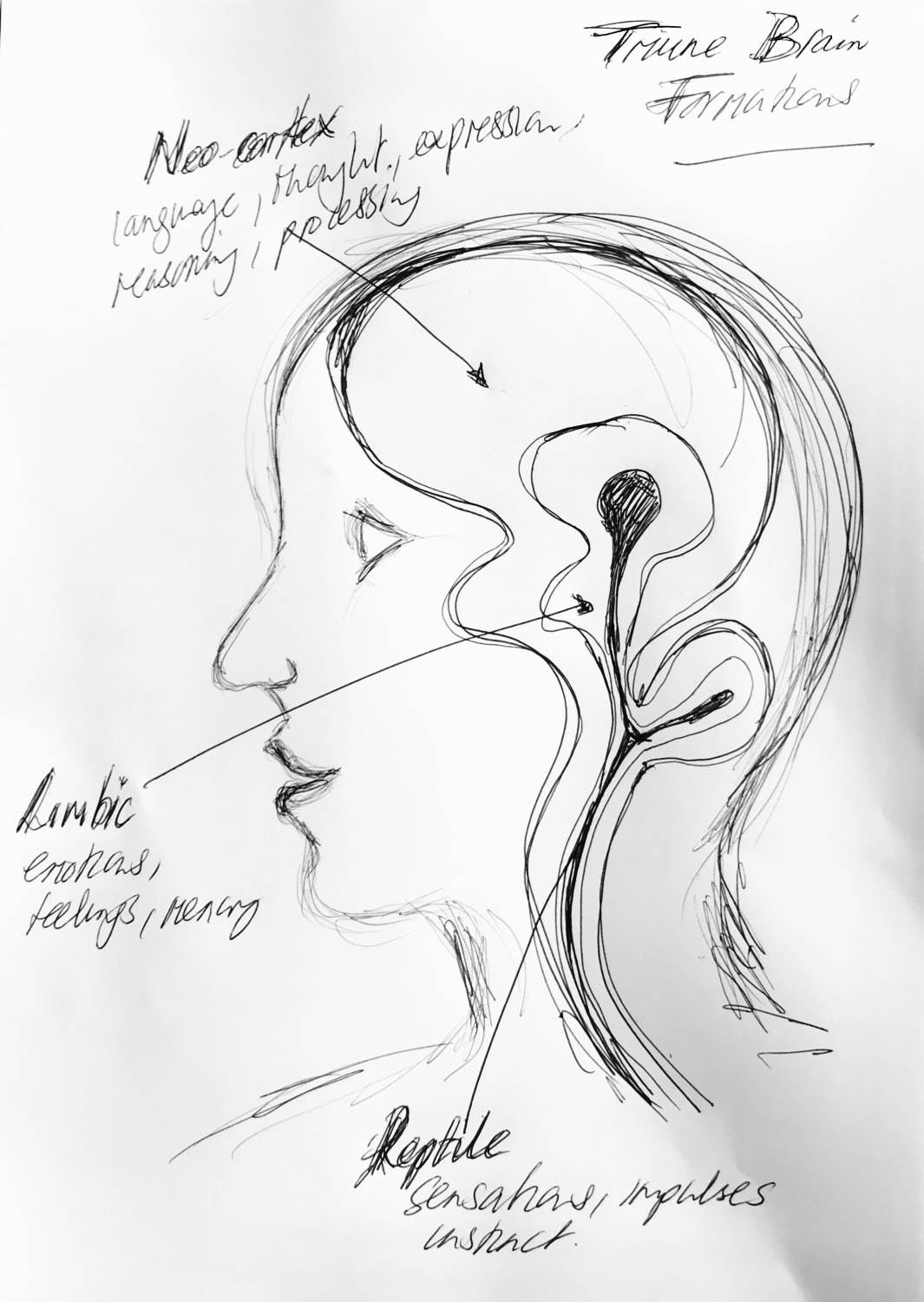 3 brains drawing jane frankland