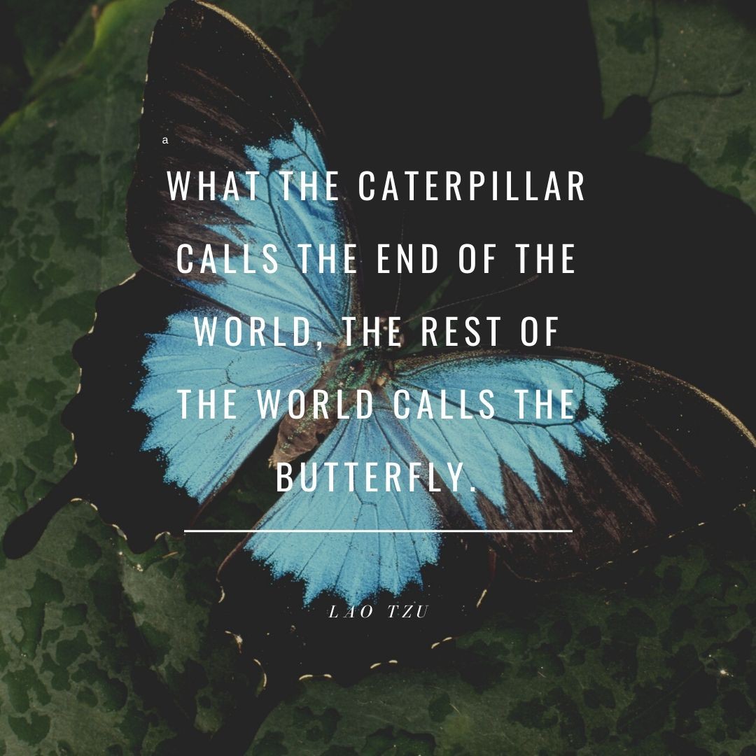 caterpillar